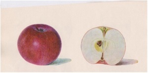 რაჭული ვაშლი